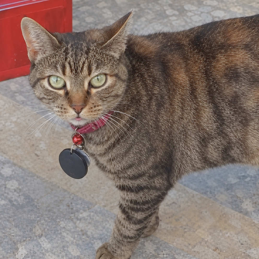 Tiggy