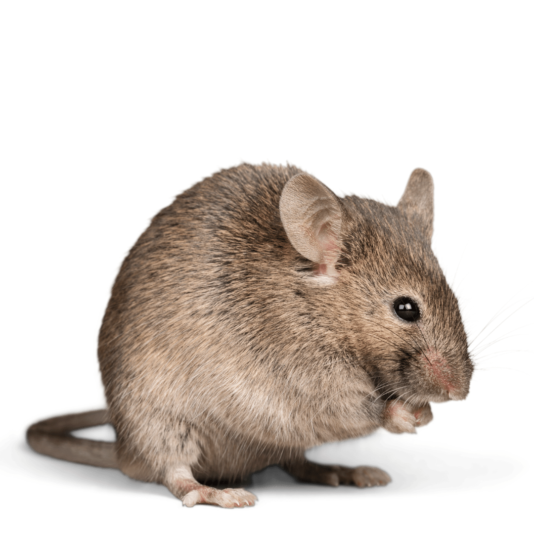 Station Rat A