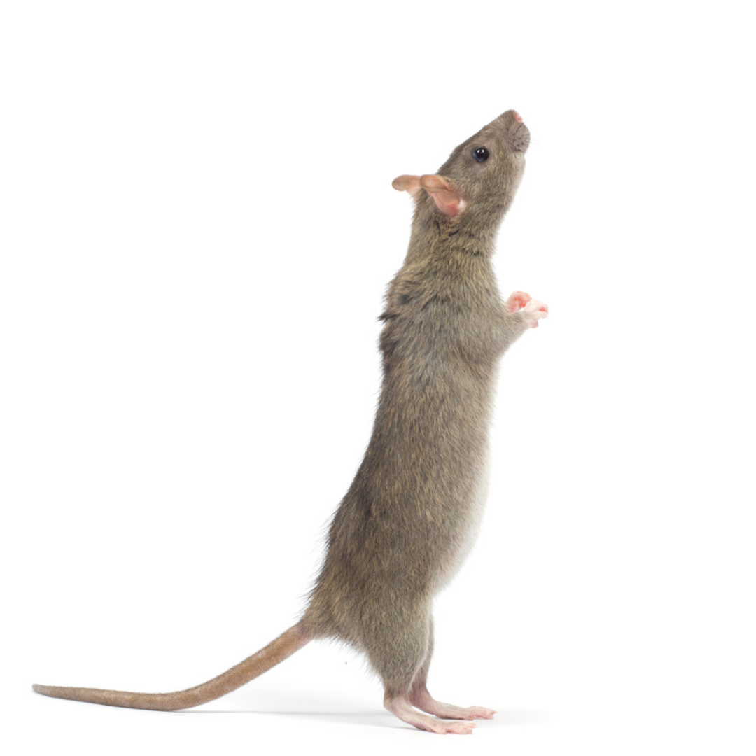 Station Rat B
